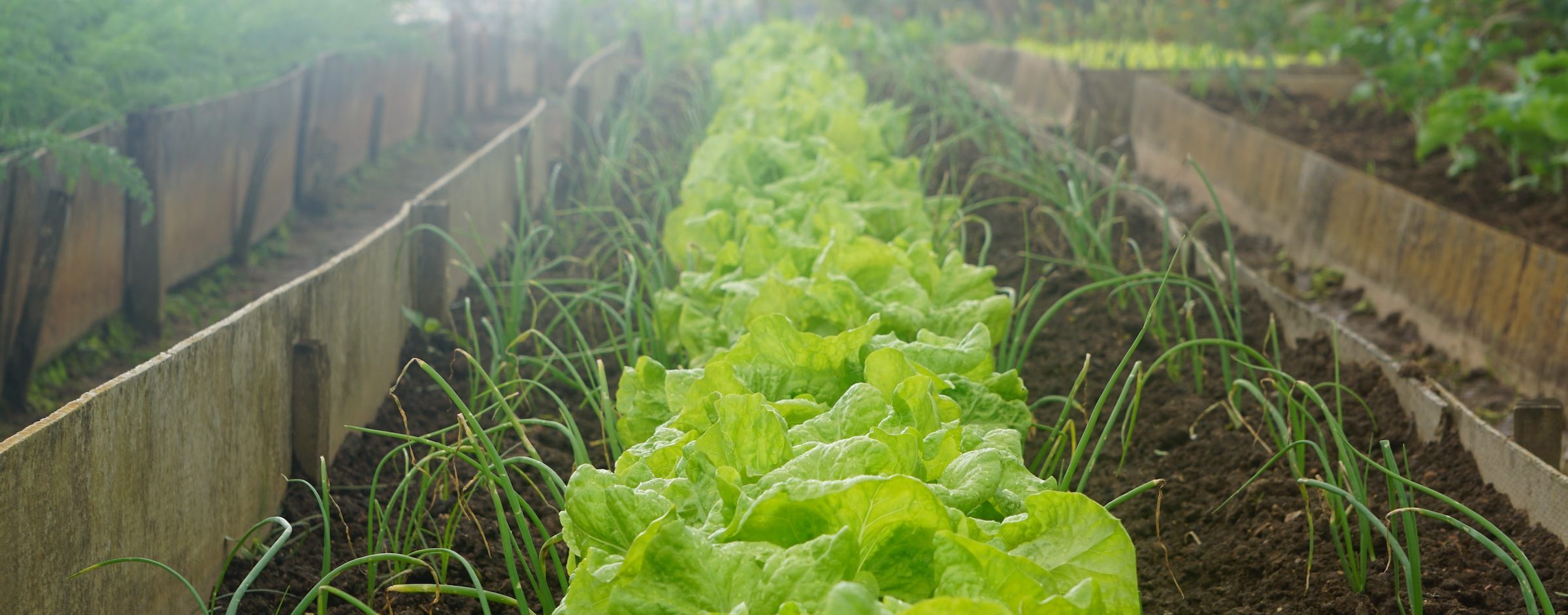 Lettuce Celebrate!